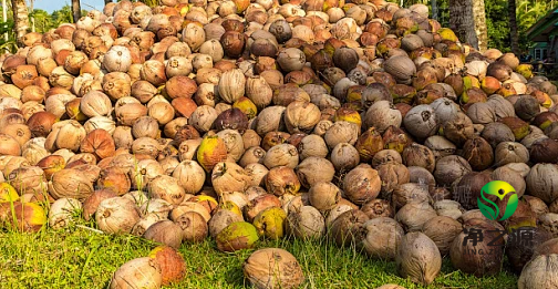 为什么椰壳活性炭价格这么高